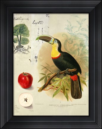Framed Cabinet of Curiosities 4 Print