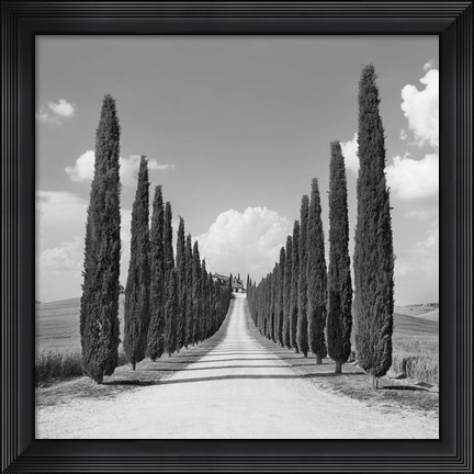Framed Cypress alley, San Quirico d&#39;Orcia, Tuscany (detail) Print