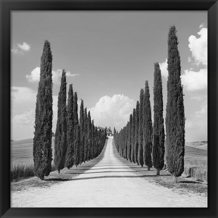 Framed Cypress alley, San Quirico d&#39;Orcia, Tuscany (detail) Print