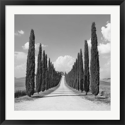 Framed Cypress alley, San Quirico d&#39;Orcia, Tuscany (detail) Print