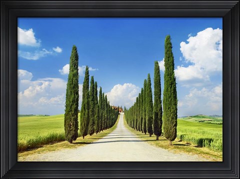 Framed Cypress alley, San Quirico d&#39;Orcia, Tuscany Print