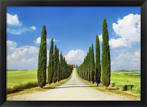 Framed Cypress alley, San Quirico d&#39;Orcia, Tuscany Print