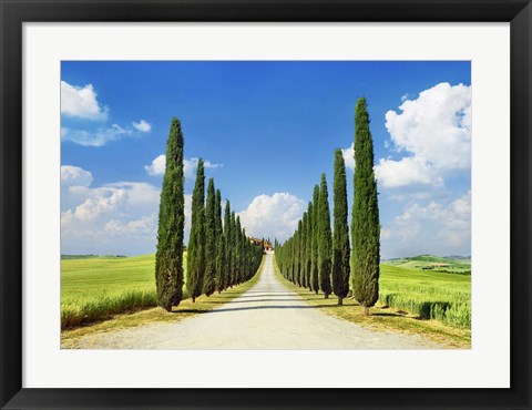 Framed Cypress alley, San Quirico d&#39;Orcia, Tuscany Print