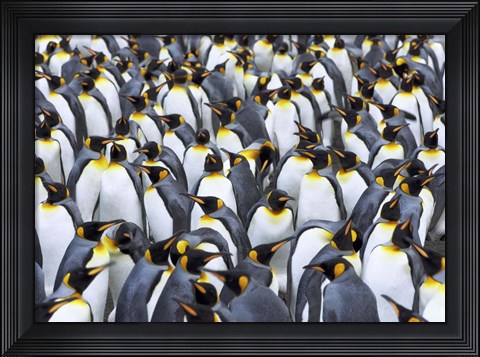 Framed King penguin colony, Antarctica Print
