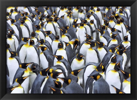 Framed King penguin colony, Antarctica Print