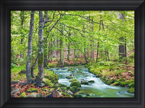 Framed Forest brook through beech forest, Bavaria, Germany Print