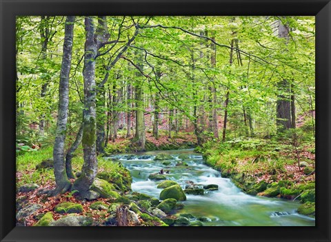 Framed Forest brook through beech forest, Bavaria, Germany Print