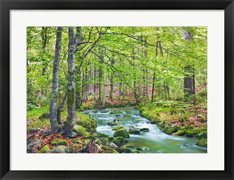 Framed Forest brook through beech forest, Bavaria, Germany Print