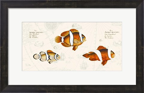 Framed Tropical fish I, After Bloch Print