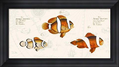 Framed Tropical fish I, After Bloch Print