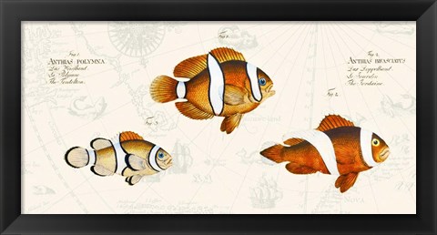 Framed Tropical fish I, After Bloch Print