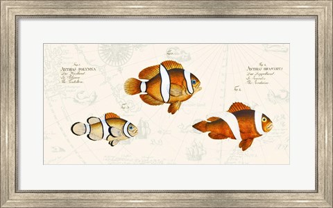 Framed Tropical fish I, After Bloch Print