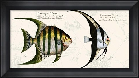 Framed Tropical fish II,  After Bloch Print