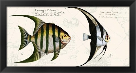 Framed Tropical fish II,  After Bloch Print