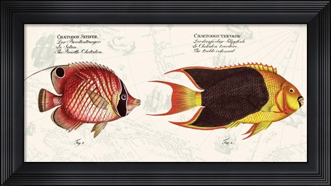 Framed Tropical fish III,  After Bloch Print