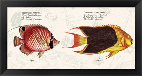 Framed Tropical fish III,  After Bloch Print