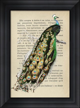 Framed Indian peafowl, After D&#39;Orbigny Print
