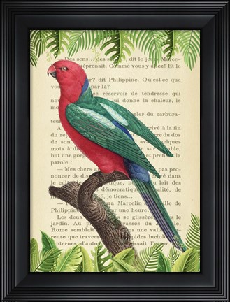 Framed Australian king parrot, After Levaillant Print