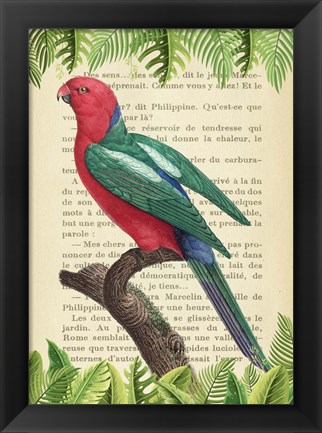 Framed Australian king parrot, After Levaillant Print