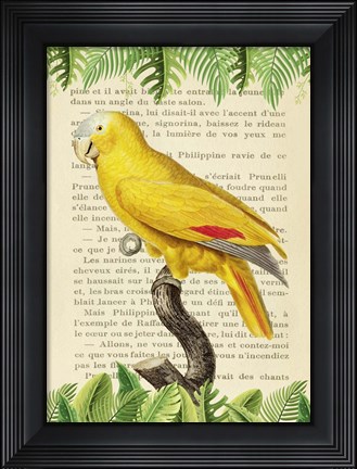 Framed Blue-Fronted Parrot, After Levaillant Print