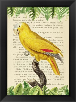 Framed Blue-Fronted Parrot, After Levaillant Print