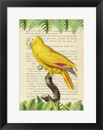 Framed Blue-Fronted Parrot, After Levaillant Print