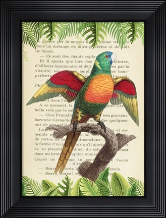 Framed Blue-Headed Parrot, After Levaillant Print