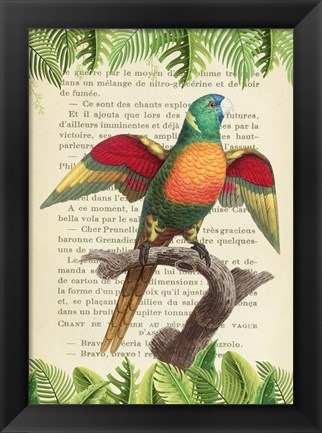 Framed Blue-Headed Parrot, After Levaillant Print