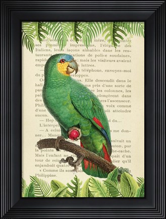 Framed Orange-Winged Amazon, After Levaillant Print
