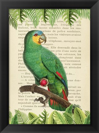 Framed Orange-Winged Amazon, After Levaillant Print