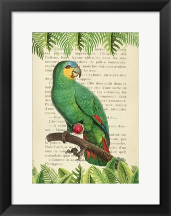 Framed Orange-Winged Amazon, After Levaillant Print