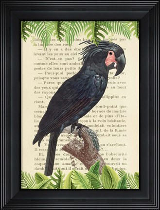 Framed Palm Cockatoo, After Levaillant Print