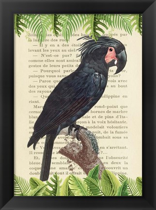 Framed Palm Cockatoo, After Levaillant Print