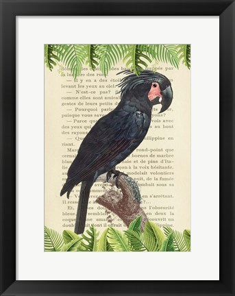 Framed Palm Cockatoo, After Levaillant Print