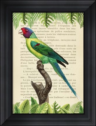 Framed Plum-Headed Parakeet, After Levaillant Print