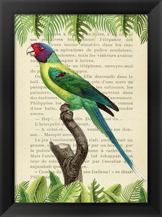 Framed Plum-Headed Parakeet, After Levaillant Print