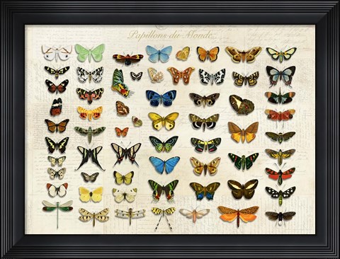 Framed Papillons du Monde, After D&#39;Orbigny Print