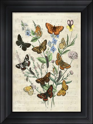 Framed European Butterflies, After Kirby Print