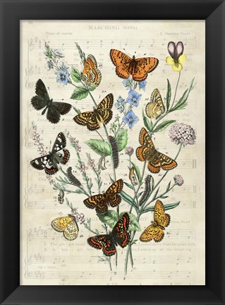 Framed European Butterflies, After Kirby Print