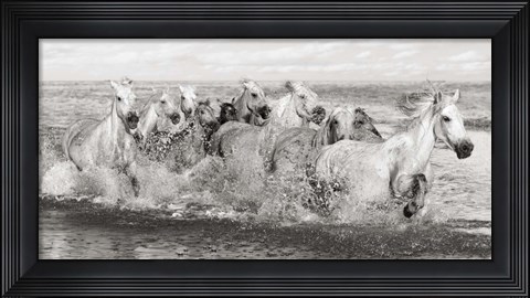 Framed Herd of Horses, Camargue Print