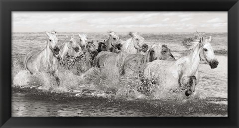 Framed Herd of Horses, Camargue Print