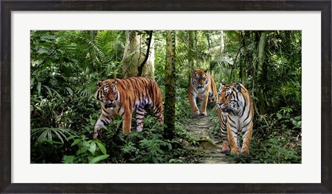 Framed Bengal Tigers (detail) Print