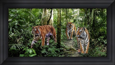 Framed Bengal Tigers (detail) Print