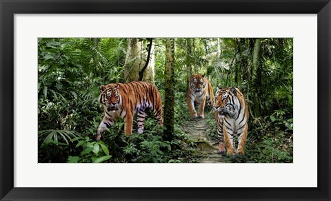 Framed Bengal Tigers (detail) Print