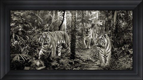 Framed Bengal Tigers (detail, BW) Print