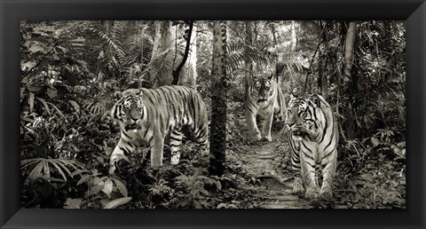 Framed Bengal Tigers (detail, BW) Print