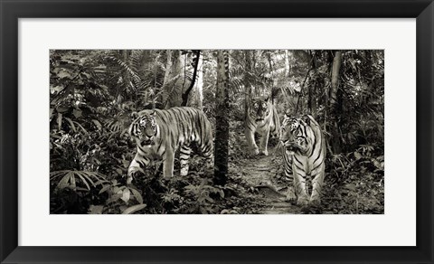 Framed Bengal Tigers (detail, BW) Print