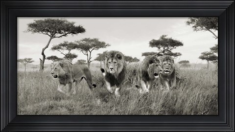 Framed Brothers, Masai Mara, Kenya (detail) Print