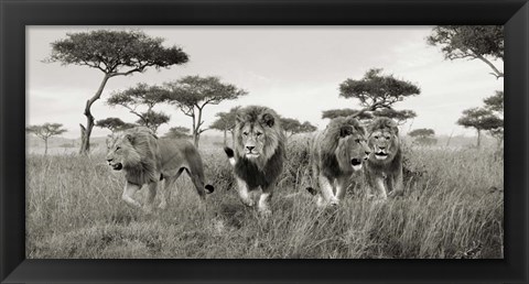 Framed Brothers, Masai Mara, Kenya (detail) Print