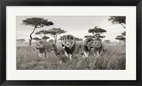 Framed Brothers, Masai Mara, Kenya (detail) Print